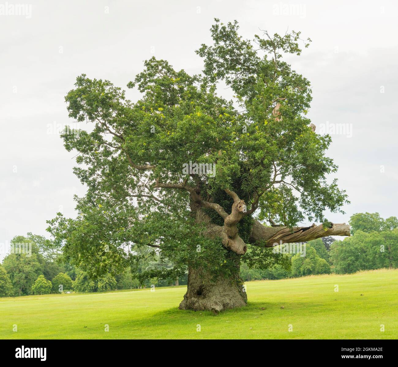 Old english oak tree quercus robur in full leaf showing it`s age in a